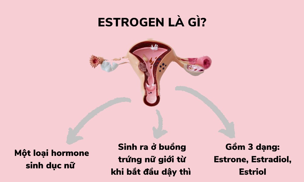 Khái niệm nội tiết tố nữ estrogen