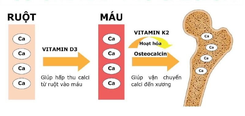 Bổ sung Canxi kết hợp Vitamin D3, vitamin K2 giúp hấp thu hoàn toàn Canxi vào xương